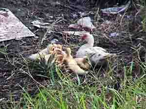 Click here for the largest zoom