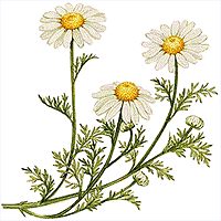Chamomile