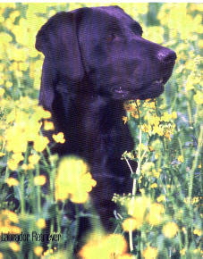 Black Lab