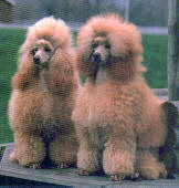 poodles