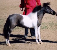 blueknight.jpg (11401 bytes)