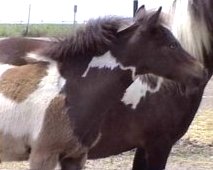 deserteagle.jpg (9430 bytes)