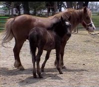 playsandfilly.jpg (12284 bytes)