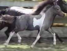 spanishpride.jpg (9274 bytes)