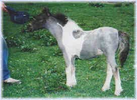 carrotoutofhattrick.jpg (10153 bytes)