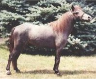 Becky.jpg (11315 bytes)