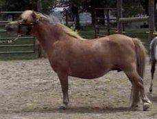 dreamcicle.jpg (10931 bytes)