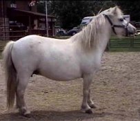 lilsnowbunny.jpg (9916 bytes)