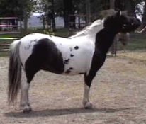 precious.jpg (9837 bytes)