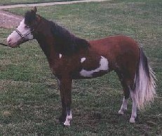 missdivine.jpg (16224 bytes)