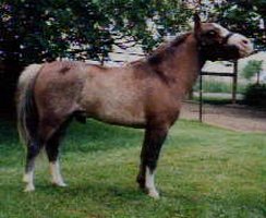 redrocket.jpg (15354 bytes)