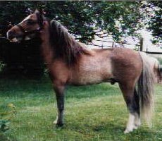 redrocket2.jpg (16003 bytes)