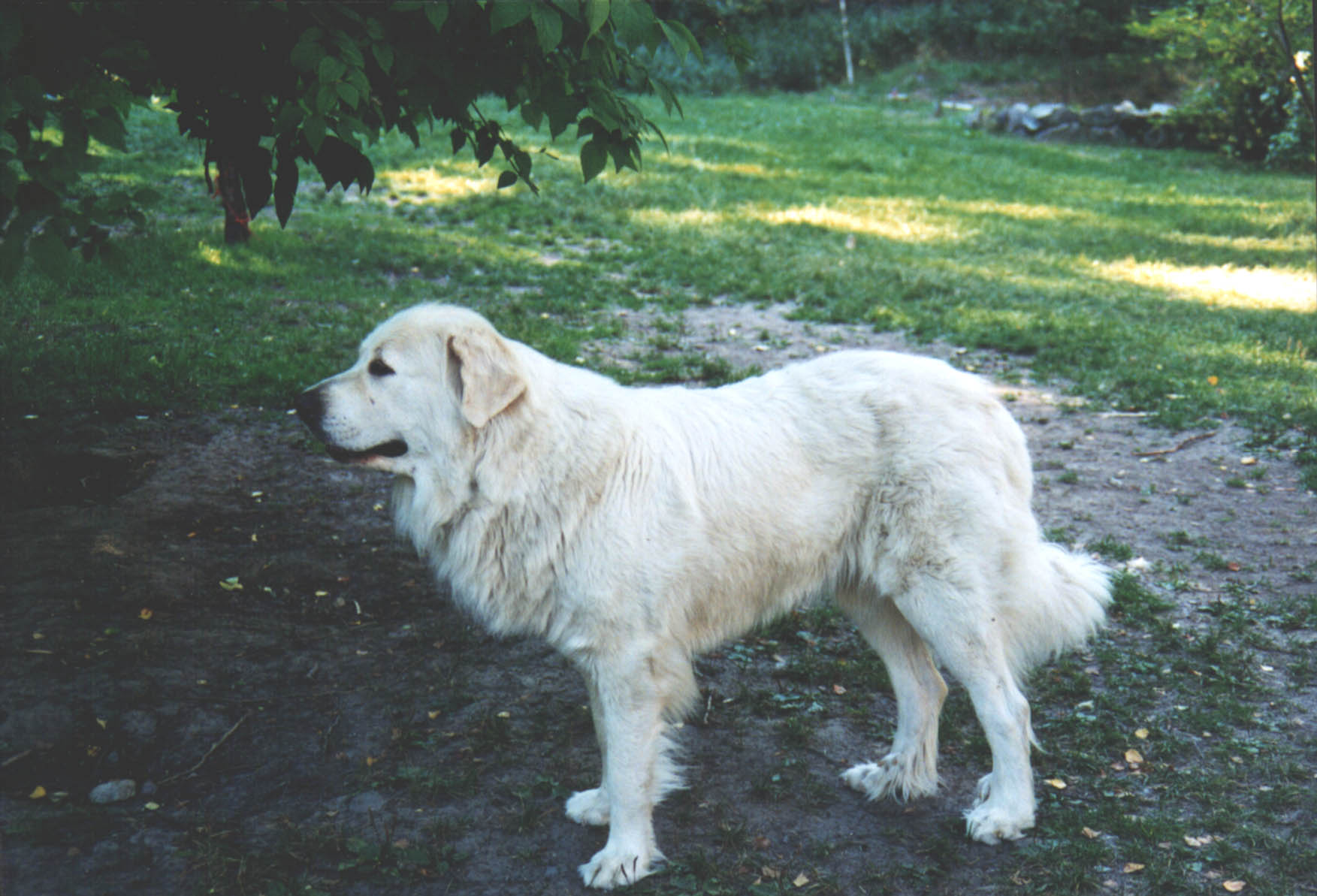 SAYOT'S HAPPY HOLLIDAY