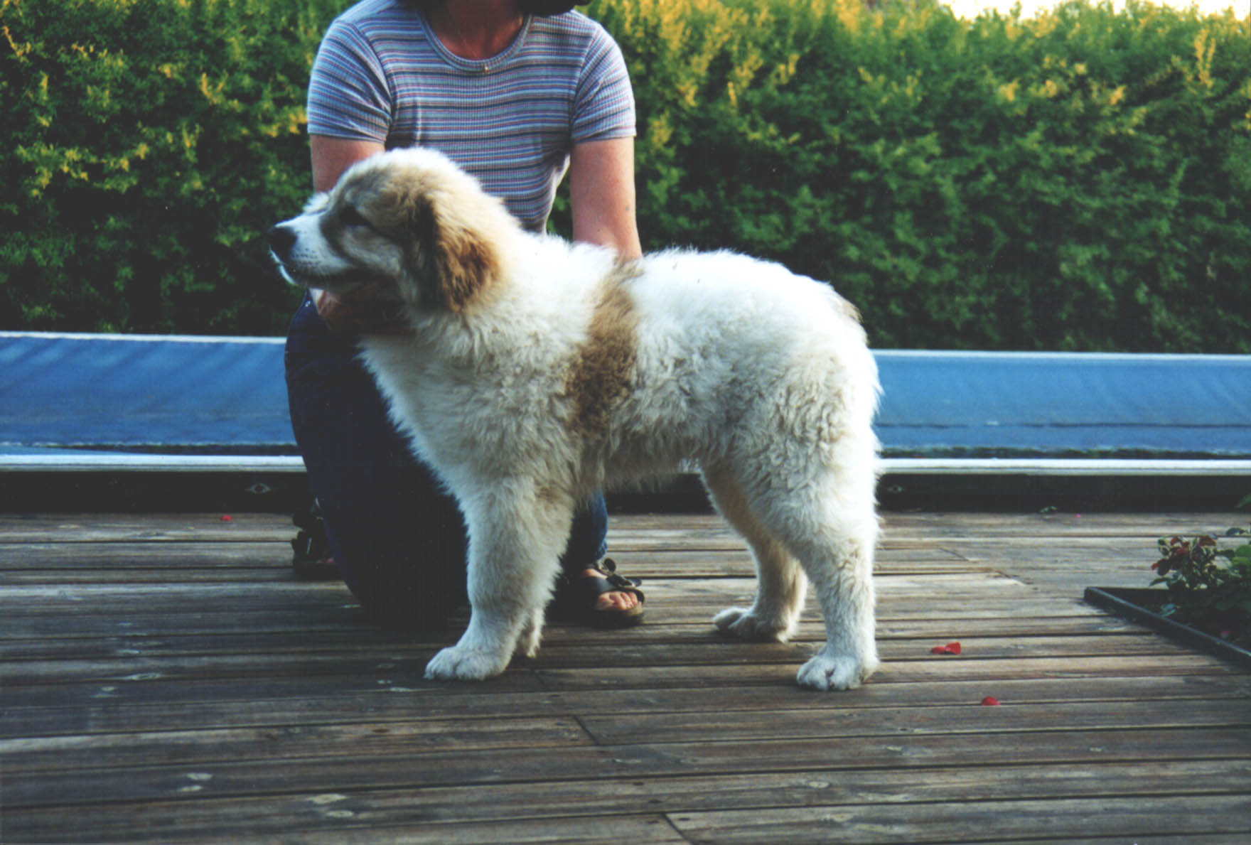 WHITE DELIGHT'S ARMANI