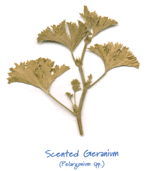 GERANIUM