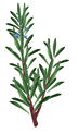 ROSEMARY
