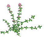 THYME