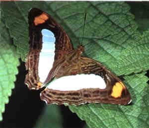 Click on thumbnail to enlarge