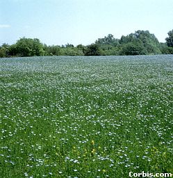 Flax field in bloom