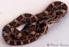 Texas Rat Snake juvenile