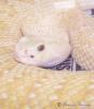 Albino Rattlesnake