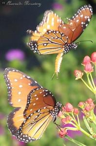 Monarchs Mating