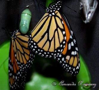 Monarchs Emerging