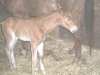 Lady's Baby -5 days old