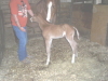 Lady's filly by Baby Cool