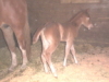 Sonny and Baby Cools' filly
