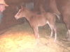 Sonnys Fancy Girl's filly