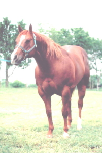 Coolest Connection-front