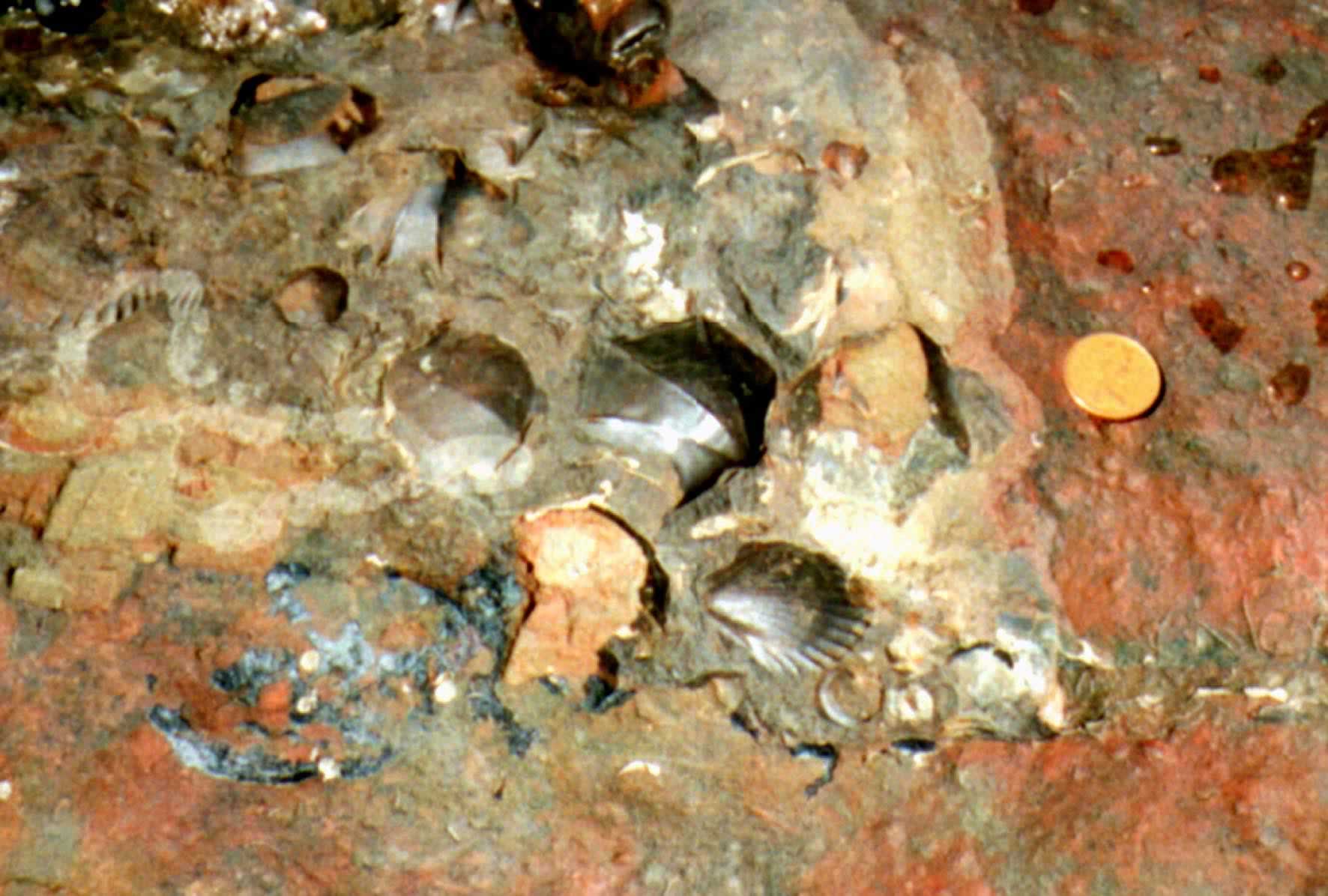 Fossils converted to haematitie on the beach