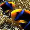 Picture of clownfish