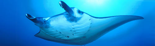 Picture of Giant Manta