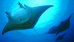 Picture of mantas