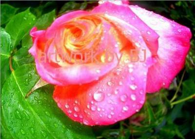 raindrops and roses
