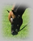 o_kuva2.jpg (4545 bytes)