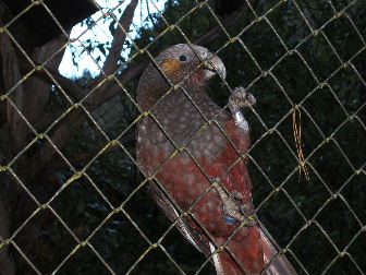 Kakakakakakakakakaka