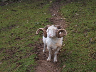 Horny little fellow, isn't he!