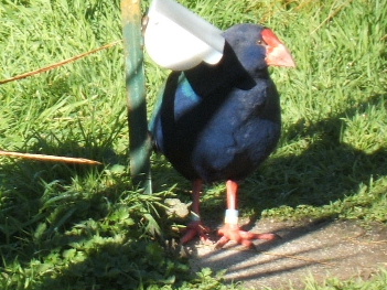 Tarka the Takahe