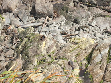 Whatever happened to Lisa Loeb