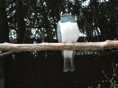 Wye, aye, Pigeon Pie
