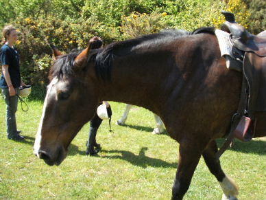 Ovlov! Matt! Where's me bleedin' Ovlov?