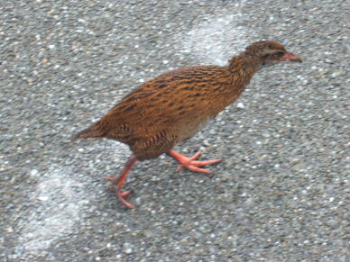 The large, flightless Weka. I bet he's tasty with roast potatoes!