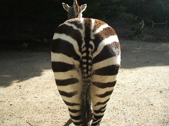 Kiss my stripey, leathery ass!