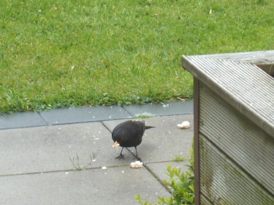 Magpie oh Magpie, Why Do You Fly So Bloody High?