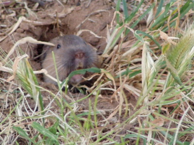happy little ground squirrel