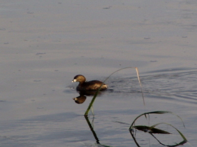 different than mallard ducks