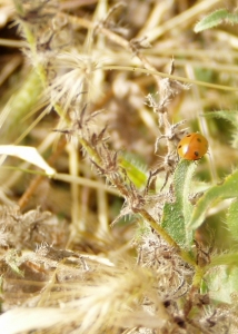 happy little lady bug